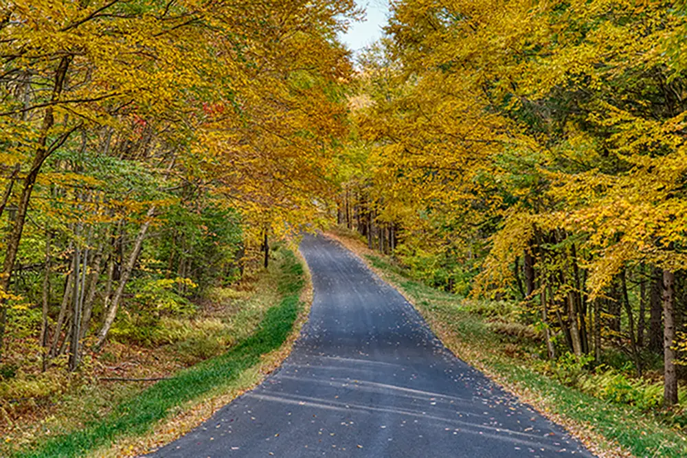 A serene, winding road surrounded by trees with vibrant autumn foliage in shades of yellow and orange.