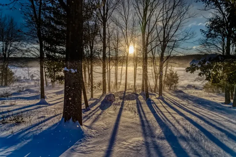 A serene winter landscape with tall trees casting long shadows on a snowy ground, illuminated by a low sun in a clear sky.