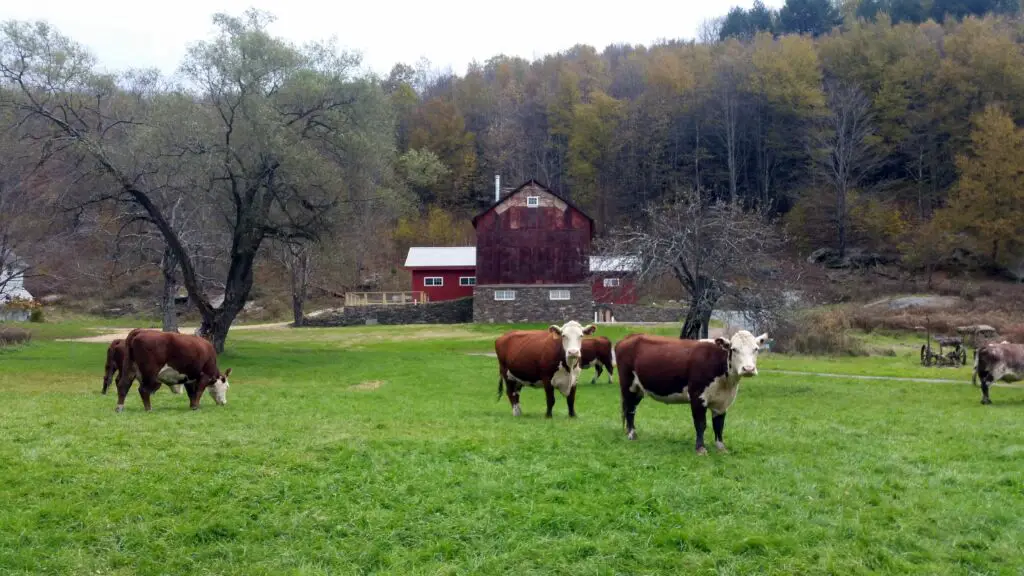 Cows grazing in a green field with a red barn and autumn foliage in the background.