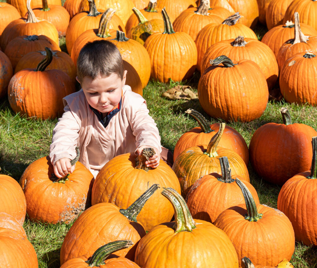 A young child wearing a light pink jacket is sitting among many orange pumpkins on green grass, reaching out to touch two pumpkins under bright sunlight.