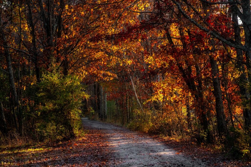 Gravel path through fall foliage in the Catskills. 