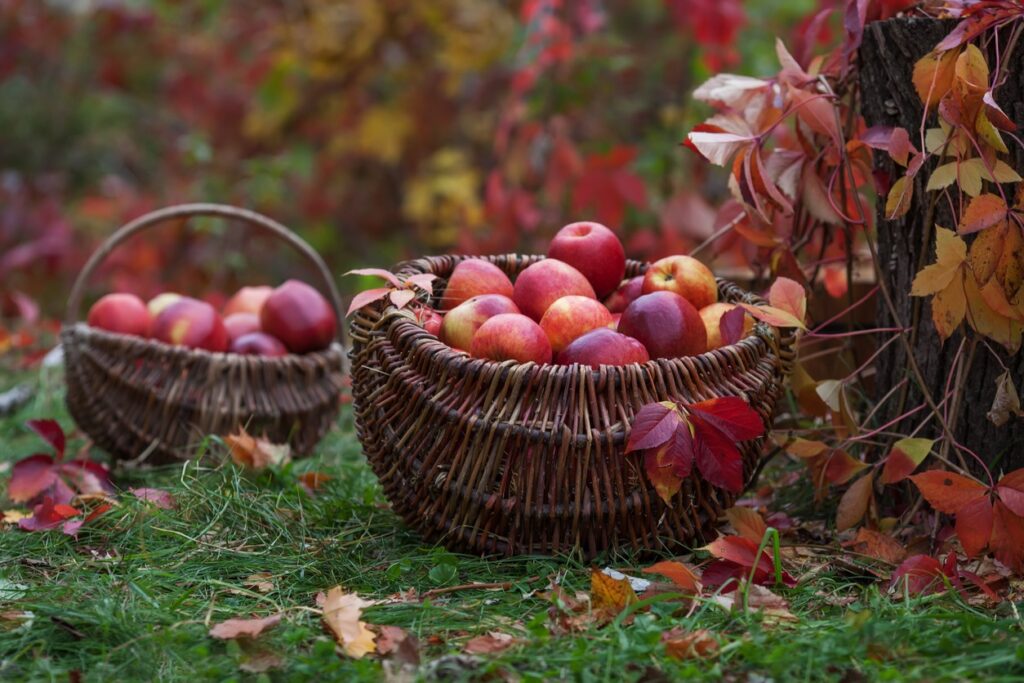 Two baskets of apples sit on the ground in a Catskills orchard with fall foliage. 