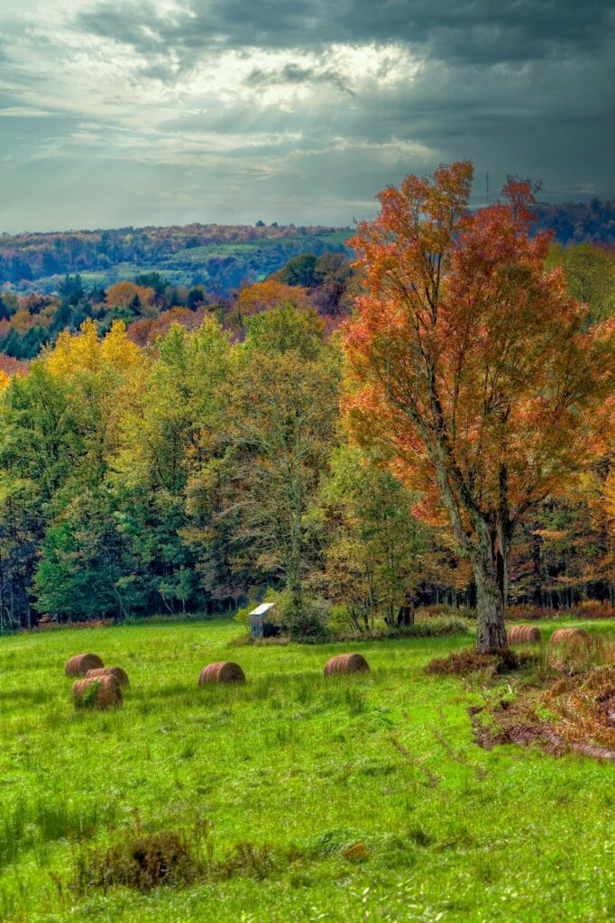 A vibrant autumn landscape along Sullivan County Scenic Drives features a large tree displaying fall colors, hay bales scattered across a green field, dense forest in the background, and a cloudy sky overhead.