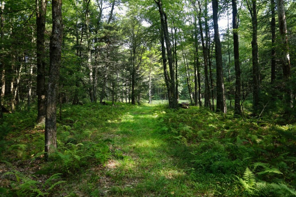 A path through a Catskills forest. 