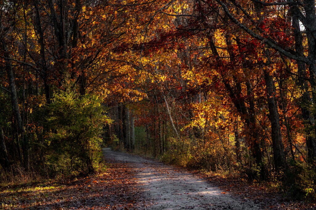 A dirt path winds through a forest with trees covered in bright orange, yellow, and red autumn leaves, bathed in warm sunlight with scattered shadows on the ground.