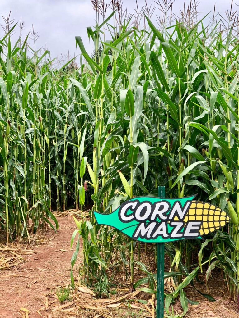 Tall green corn stalks form a dense maze, with a colorful sign in front reading “CORN MAZE” next to an ear of corn. The ground is covered with dry leaves and dirt. The sky is overcast.