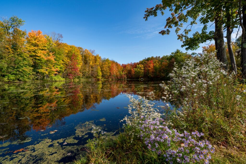 A calm pond reflects trees with vibrant autumn foliage in shades of red, orange, and yellow. Wildflowers and grasses grow along the water’s edge under a bright blue sky.