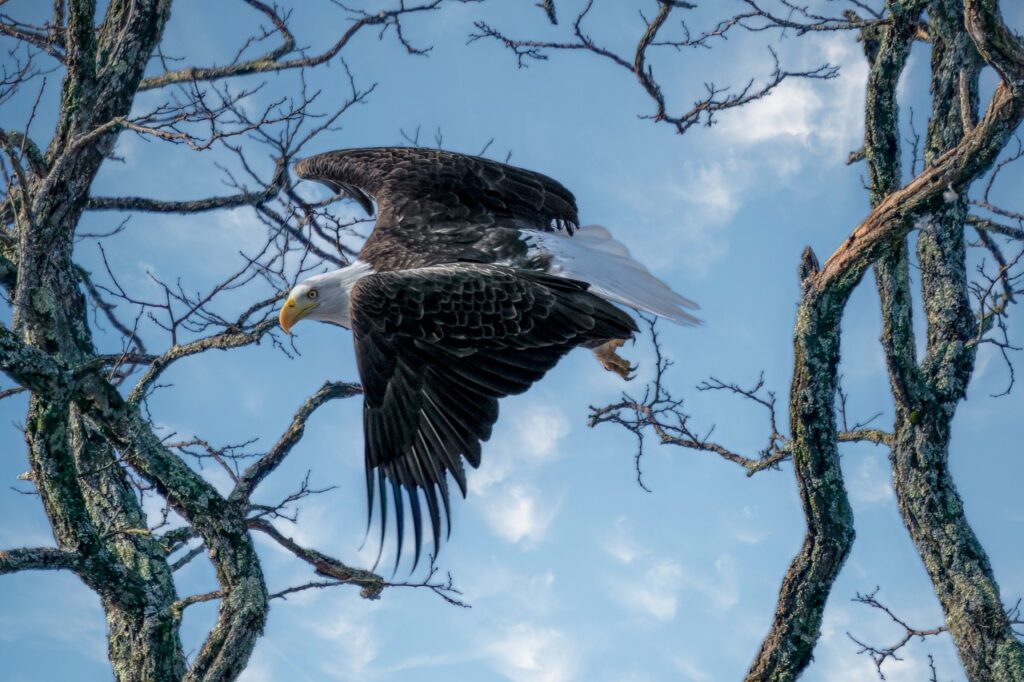 A bald eagle flying through the trees in the Catskills.
