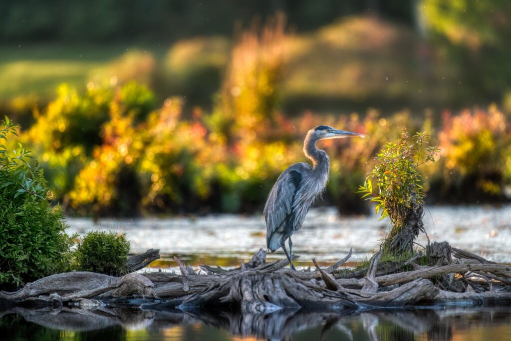 A blue heron stands near water in the Catskills with fall foliage in the background.