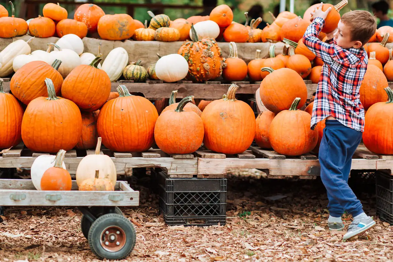A young boy in a checkered shirt lifts a pumpkin at a farm, surrounded by various pumpkins on display.