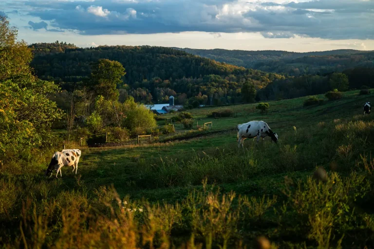 A serene landscape featuring grazing cows amidst rolling hills and lush greenery under a partly cloudy sky.