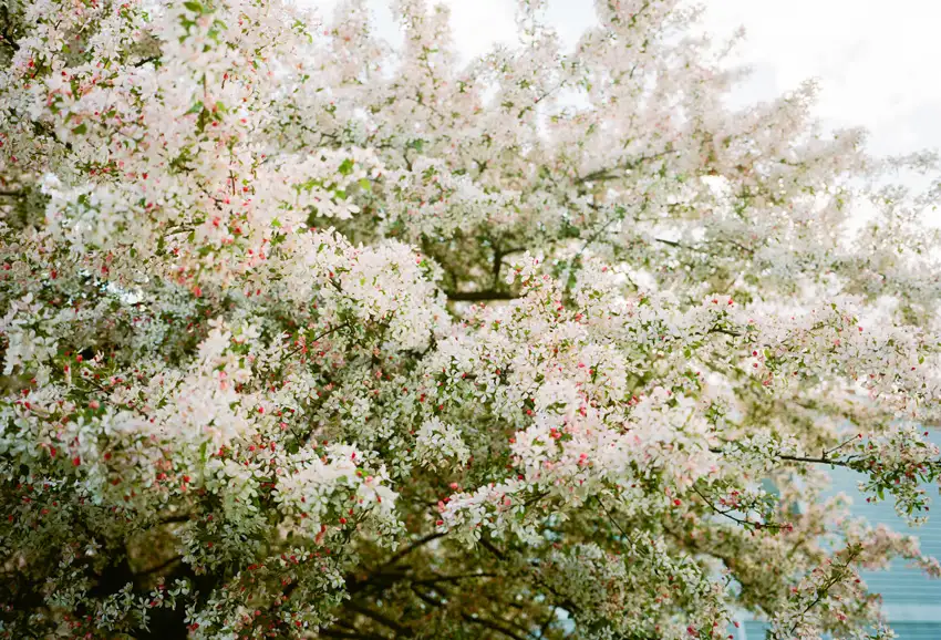 A lush tree filled with blooming white and pink flowers, set against a soft, blurred background.