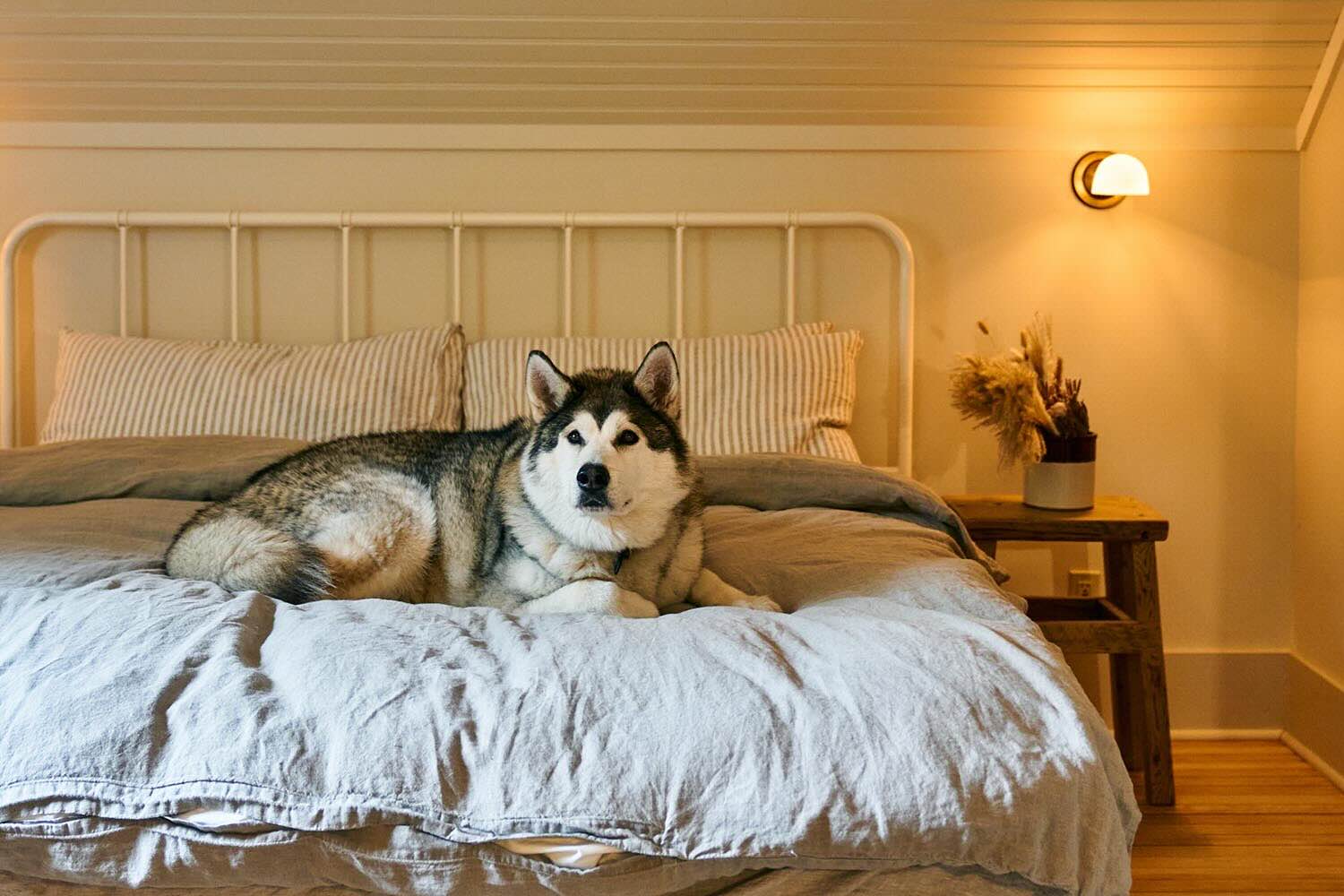 A cozy bedroom featuring a large dog lounging on a neatly made bed, with warm lighting and minimalist decor.