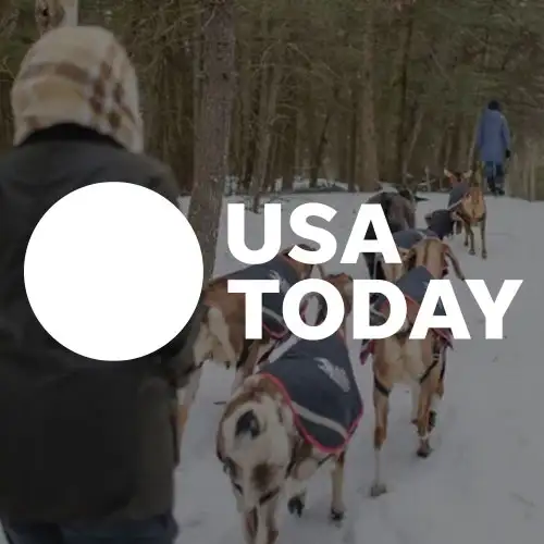 A person walking through snow while leading a group of sled dogs in a forested area.