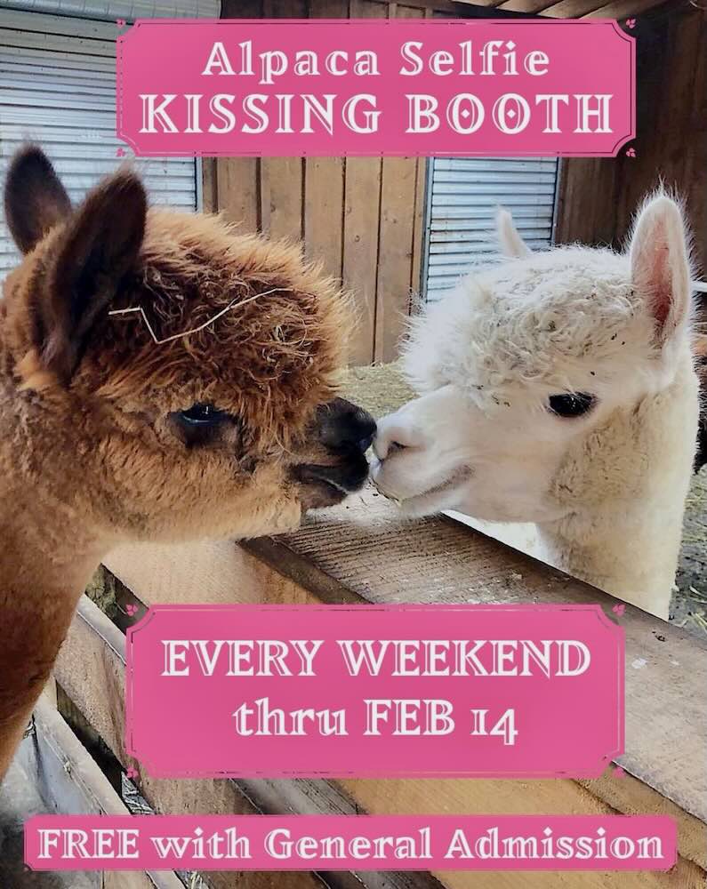 Two alpacas are seen in a kissing booth, promoting an event for selfies every weekend until February 14.